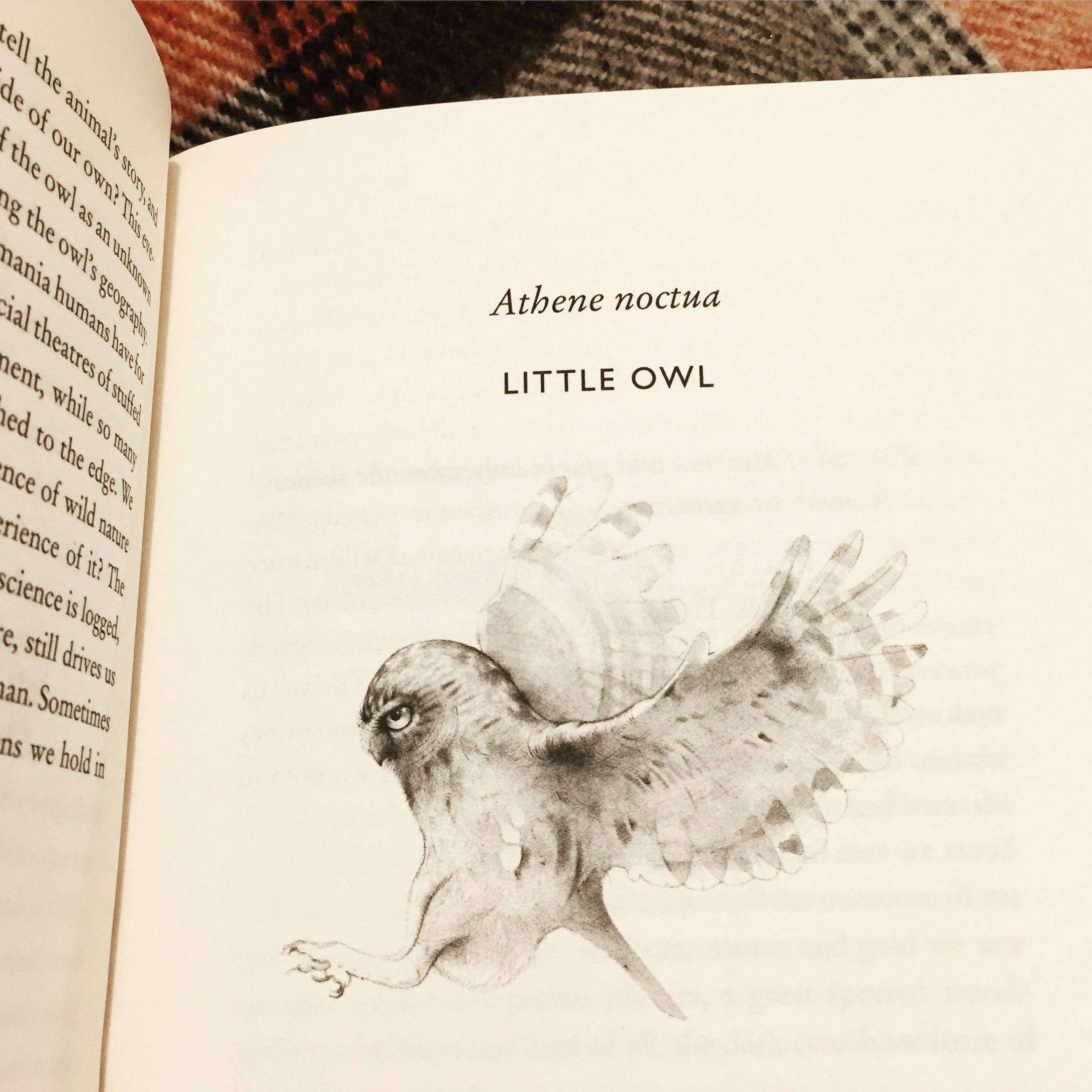 Owlstation_owl sense book_2019_2.JPG